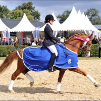 Vente de poney